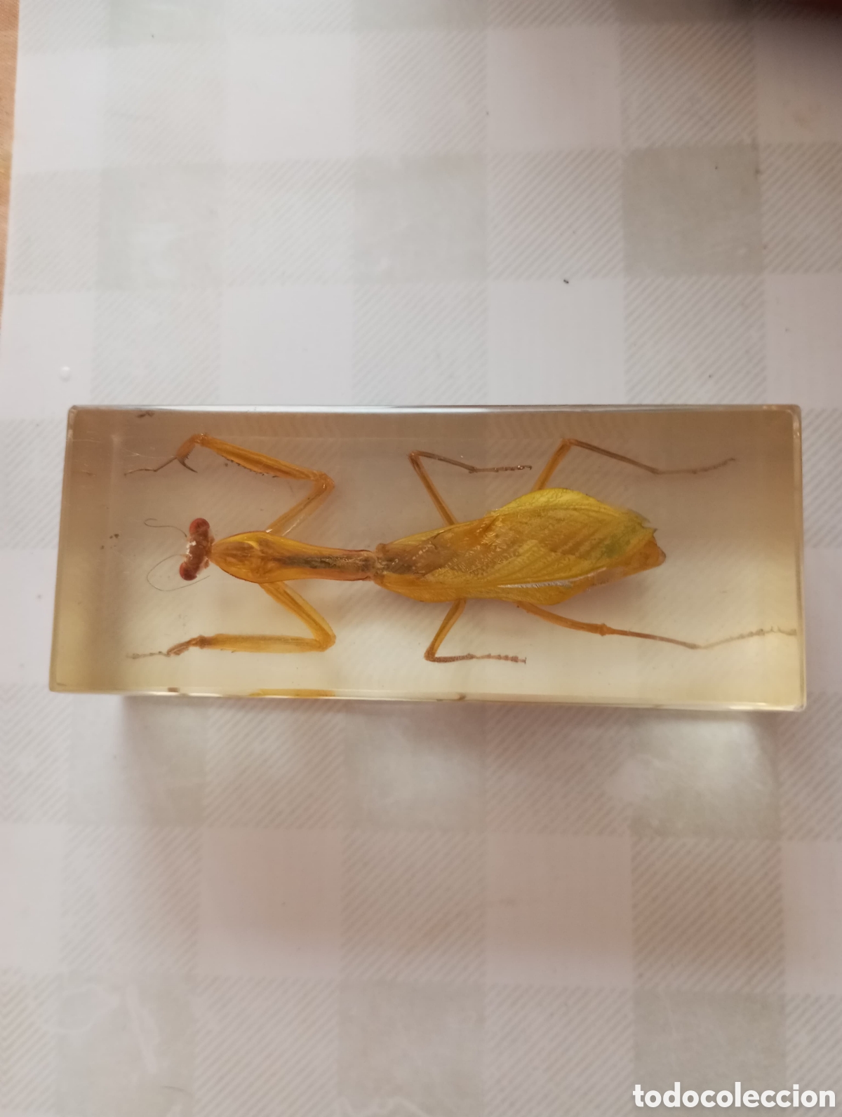 Coleccionismo: Mantis religiosa enresina