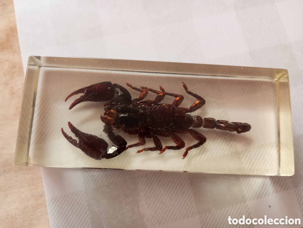 Coleccionismo: Escorpi&oacute;n real encapsulado