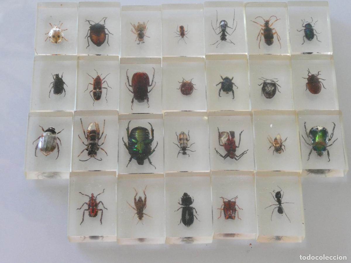 Coleccionismo: 26 INSECTOS DEL MUNDO BICHOS. ESCARABAJOS GRILLOS AVISPA MARIQUITA HORMIGAS. 570GR