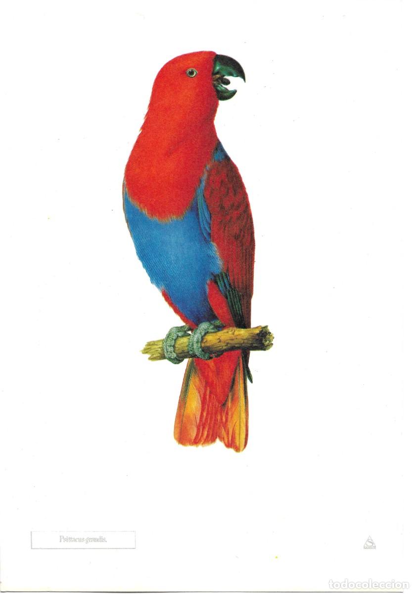Coleccionismo: Loro Psittacus Grandis.L&aacute;mina con publicidad farmace&uacute;tica de SANDOZ,S.A.E. 1970s 19,5 x 28.5 cm.