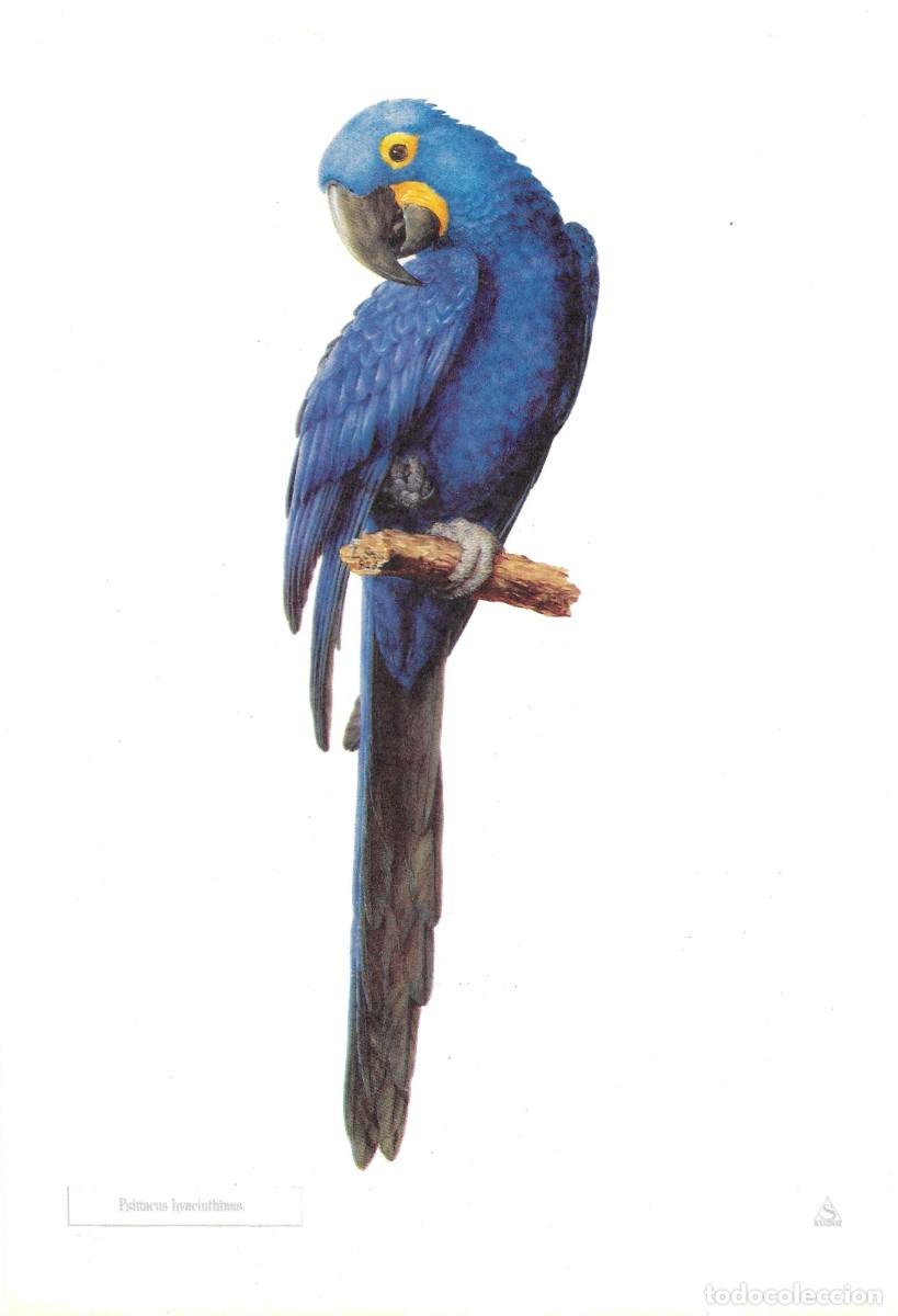 Coleccionismo: Loro Pesittacus hyacintinu.L&aacute;mina con publicidad farmace&uacute;tica de SANDOZ,S.A.E. 1970s 19,5 x 28.5 cm.