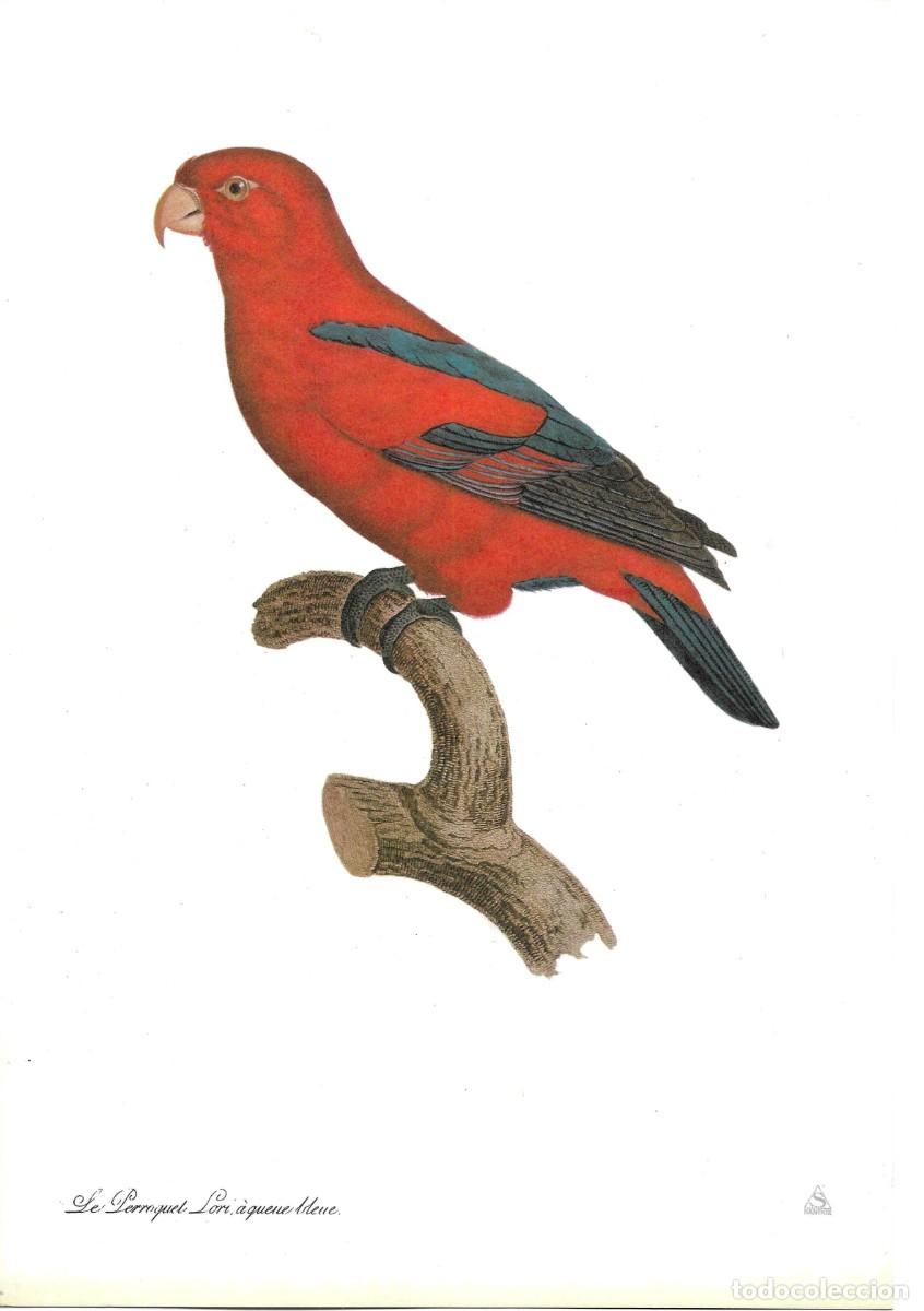 Coleccionismo: Loro Le Perroquet Lori a q.L&aacute;mina con publicidad farmace&uacute;tica de SANDOZ,S.A.E. 1970s 19,5 x 28.5 cm.