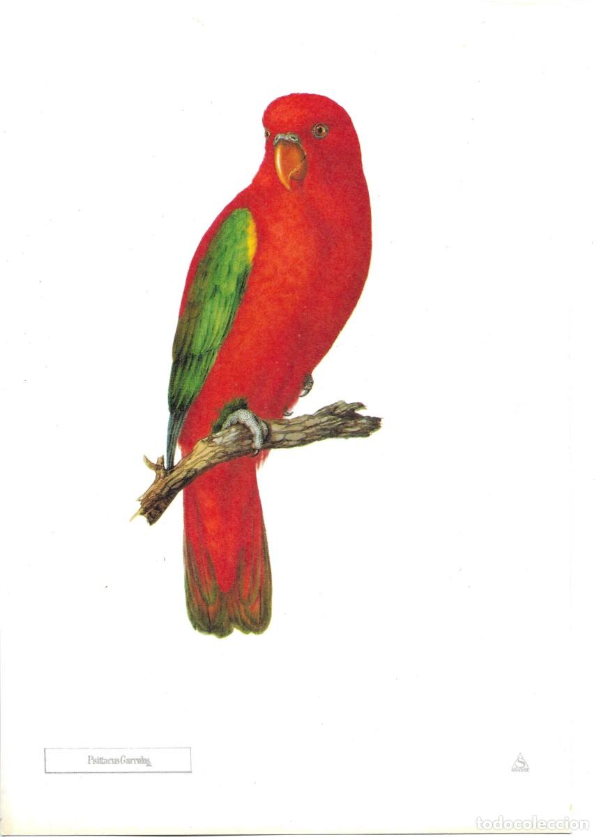 Coleccionismo: Loro. Pesittacus Garrulus.L&aacute;mina con publicidad farmace&uacute;tica de SANDOZ,S.A.E. 1970s 19,5 x 28.5 cm.