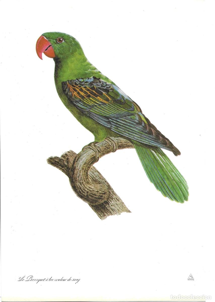 Coleccionismo: Loro. Perroquet a bec coul.L&aacute;mina con publicidad farmace&uacute;tica de SANDOZ,S.A.E. 1970s 19,5 x 28.5 cm.