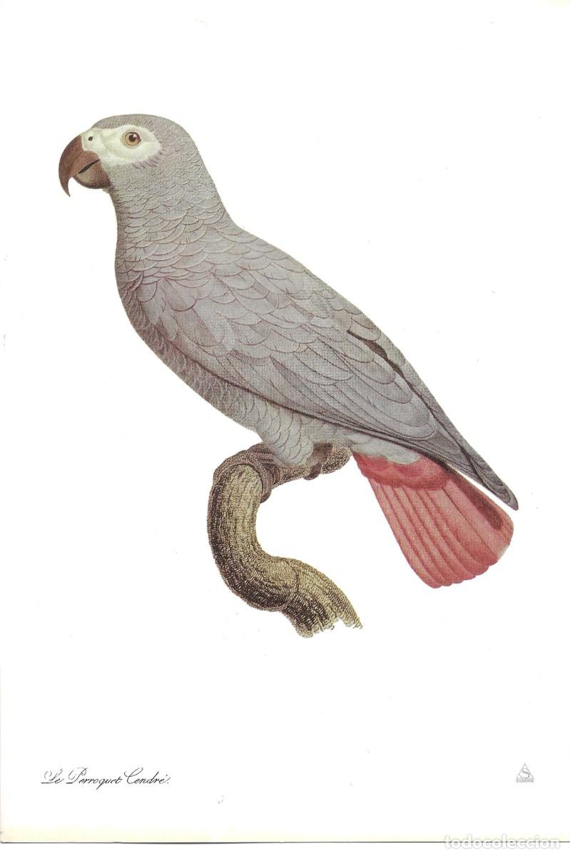 Coleccionismo: Loro. Perroquet Cendr&eacute;.L&aacute;mina con publicidad farmace&uacute;tica de SANDOZ,S.A.E. 1970s 19,5 x 28.5 cm.