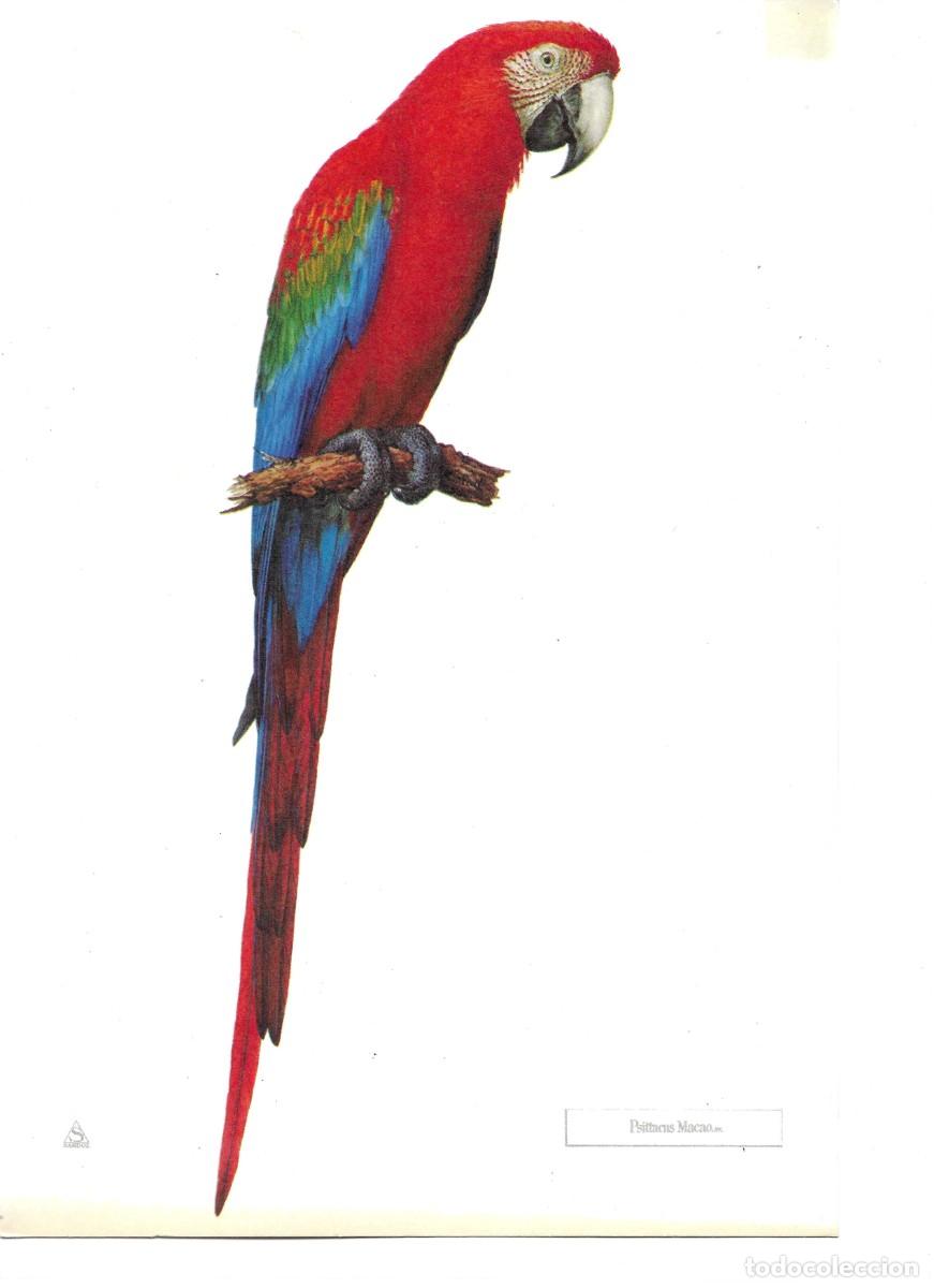 Coleccionismo: Loro. Pesittacus Macao.L&aacute;mina con publicidad farmace&uacute;tica de SANDOZ,S.A.E. 1970s 19,5 x 28.5 cm.