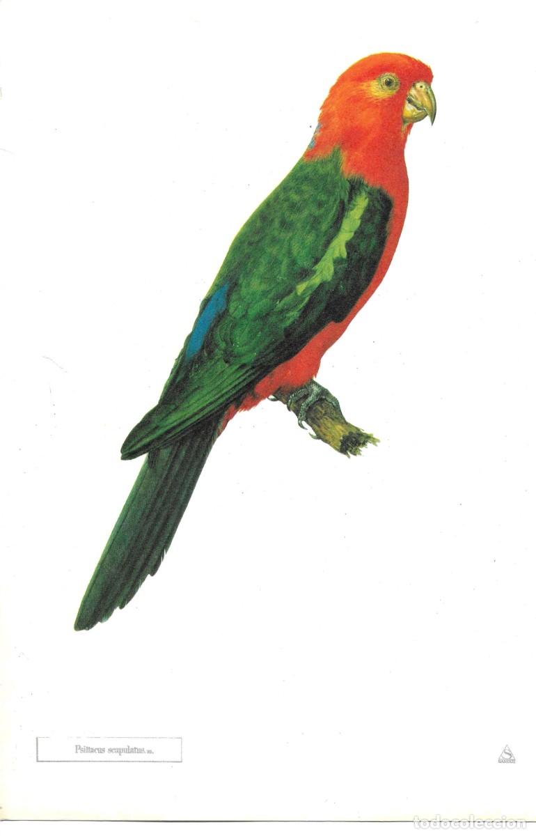 Coleccionismo: Loro. Pisittacus scapulatu.L&aacute;mina con publicidad farmace&uacute;tica de SANDOZ,S.A.E. 1970s 19,5 x 28.5 cm.