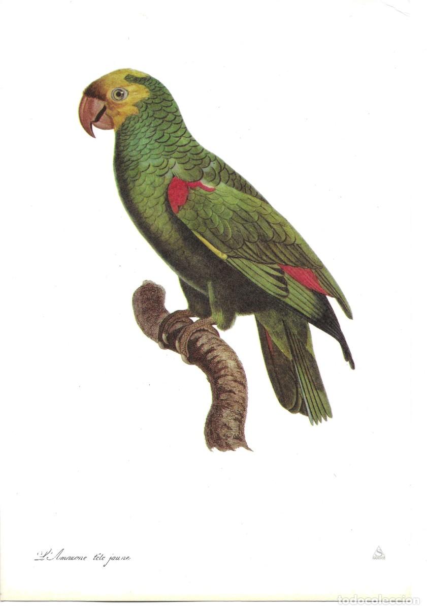 Coleccionismo: Loro. L'Amazone tete jaune.L&aacute;mina con publicidad farmace&uacute;tica de SANDOZ,S.A.E. 1970s 19,5 x 28.5 cm.