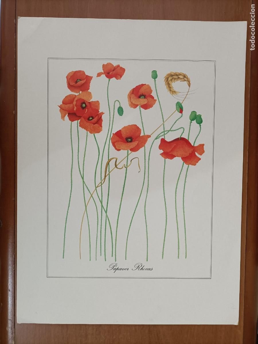 Coleccionismo: L&Aacute;MINA EN CARTULINA. PAPAVER RHOEAS. (AMAPOLAS) COLORES NARANJA TALLOS VERDES. 46X34CM