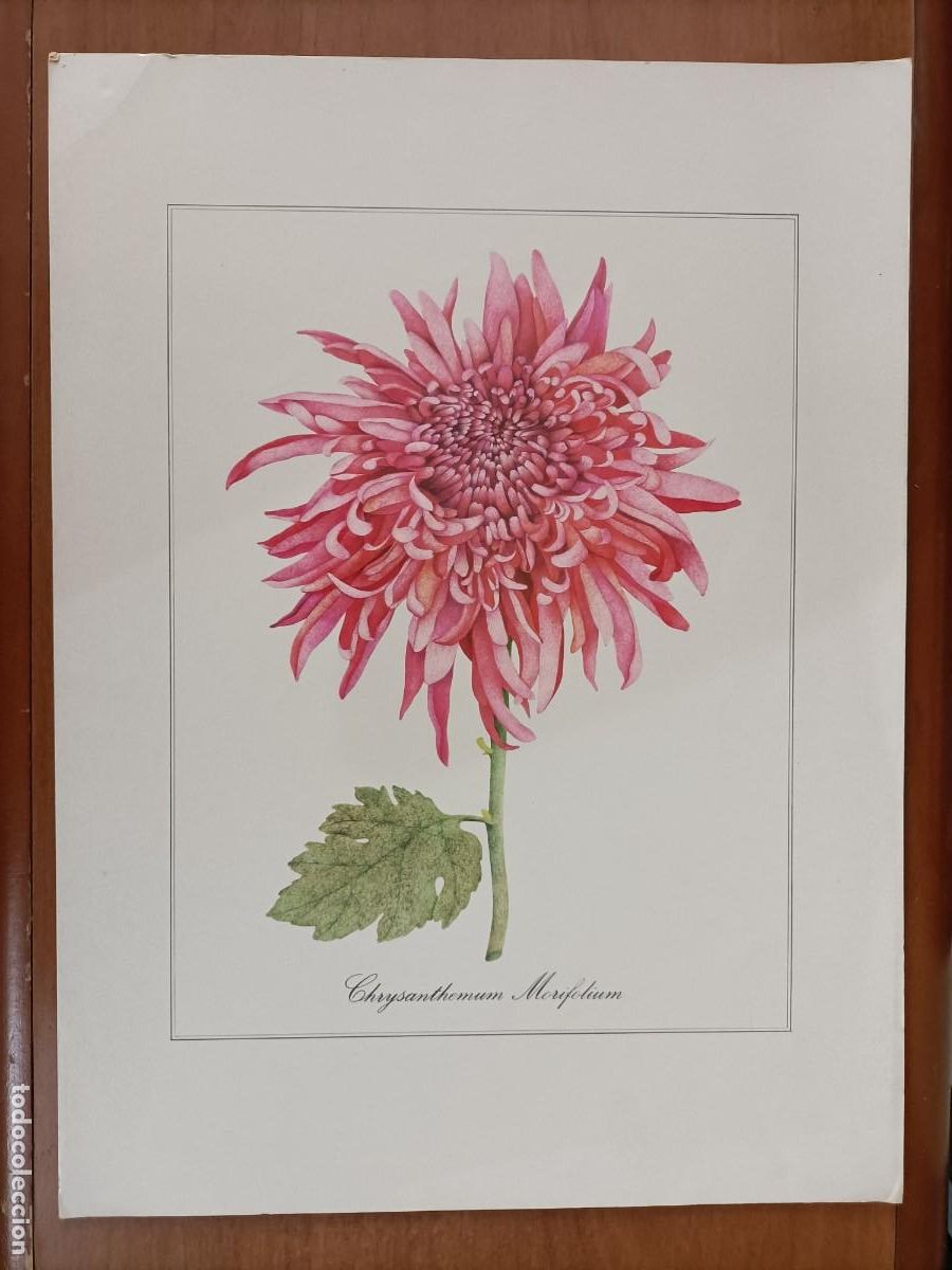 Coleccionismo: L&Aacute;MINA EN CARTULINA. CHRYSANTHEMUM MORIFOLIUM. (CRISANTEMO) COLOR ROSA TALLO VERDE. 46X34CM