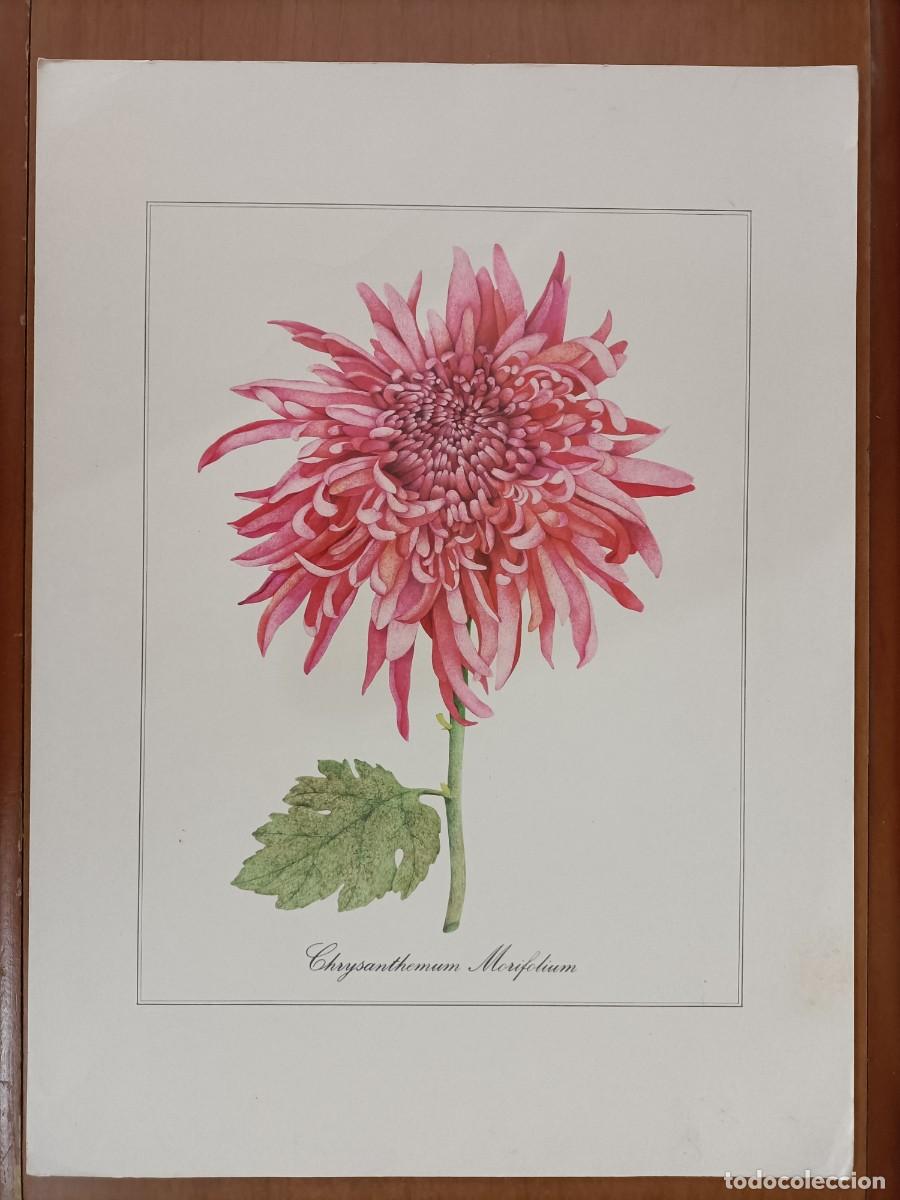 Coleccionismo: L&Aacute;MINA EN CARTULINA. CHRYSANTHEMUM MORIFOLIUM. (CRISANTEMO) COLOR ROSA TALLO VERDE. 46X34CM