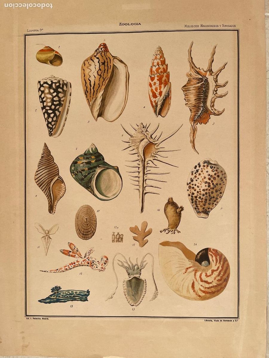 Coleccionismo: L&aacute;mina Escolar Antigua Zoolog&iacute;a Moluscos y Conchas. 40x50 cm. Lit. J. Palacios / Viuda de Hernando.
