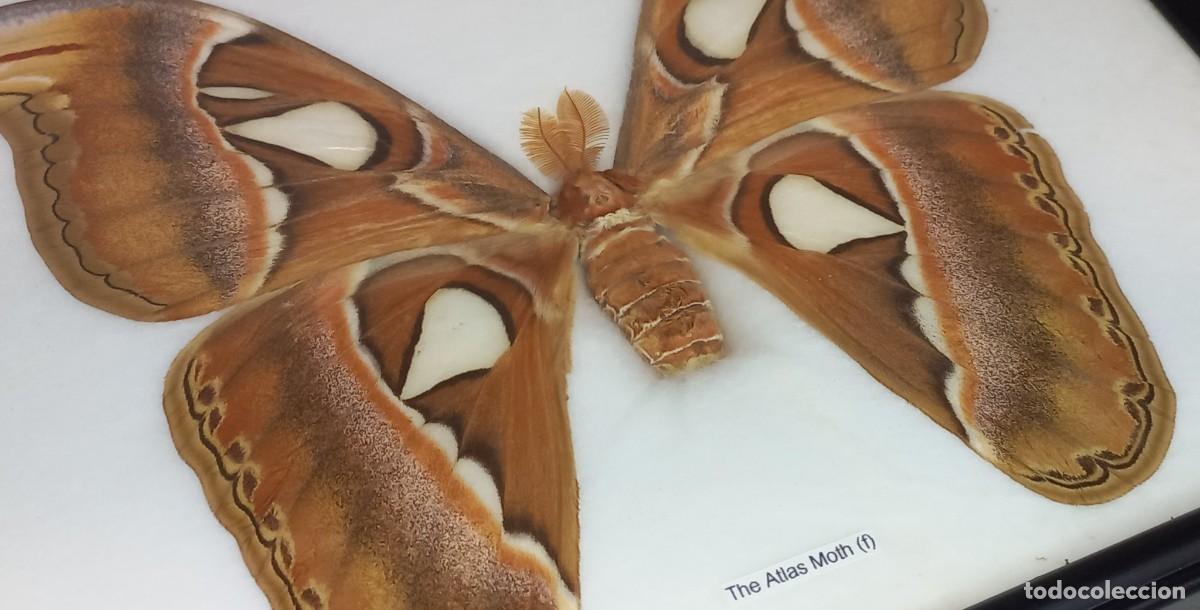 Coleccionismo: TAXIDERMIA , ENTOMOLOGIA - REAL MARIPOSA , POLILLA DEL ATLAS PRESERVADA EN MARCO ACRISTALADO