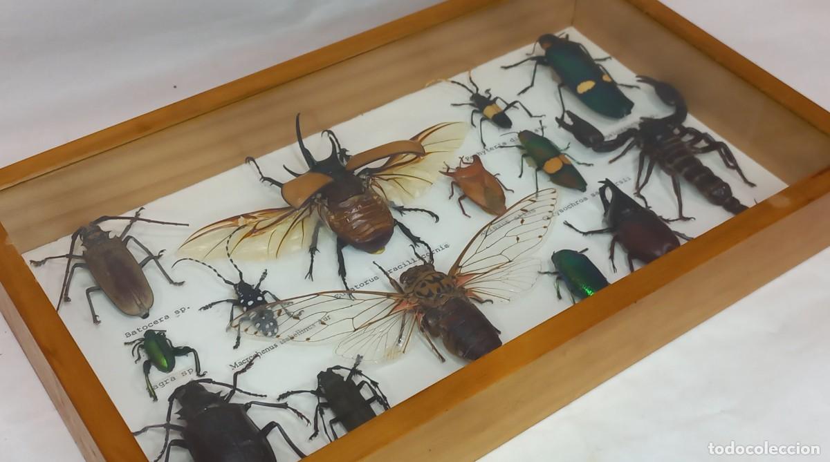 Coleccionismo: TAXIDERMIA , ENTOMOLOGIA - COLECCION DE INSECTOS PRESERVADOS EN CAJA ACRISTALADA