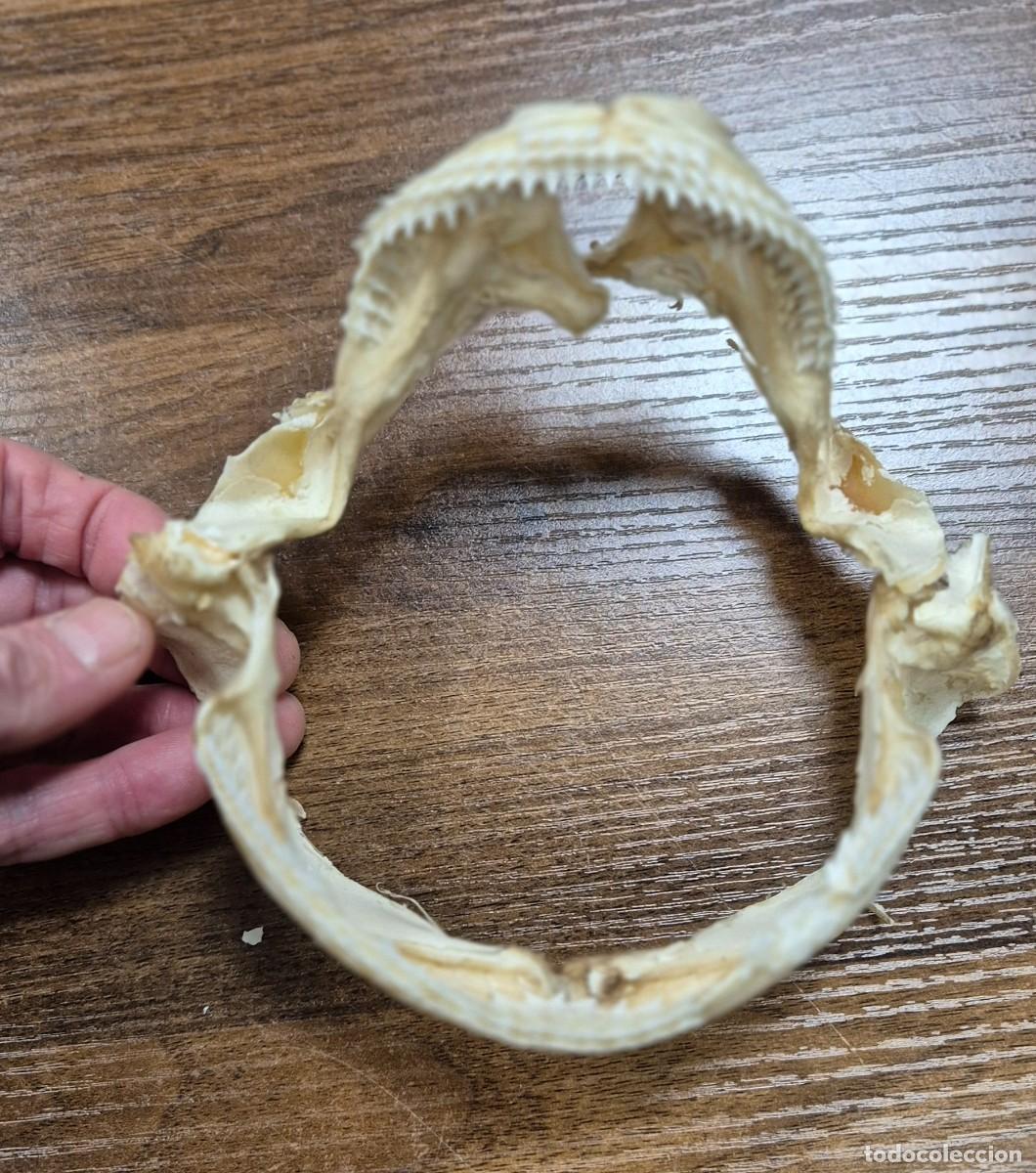 Coleccionismo: Mand&iacute;bula de Dalatias licha.