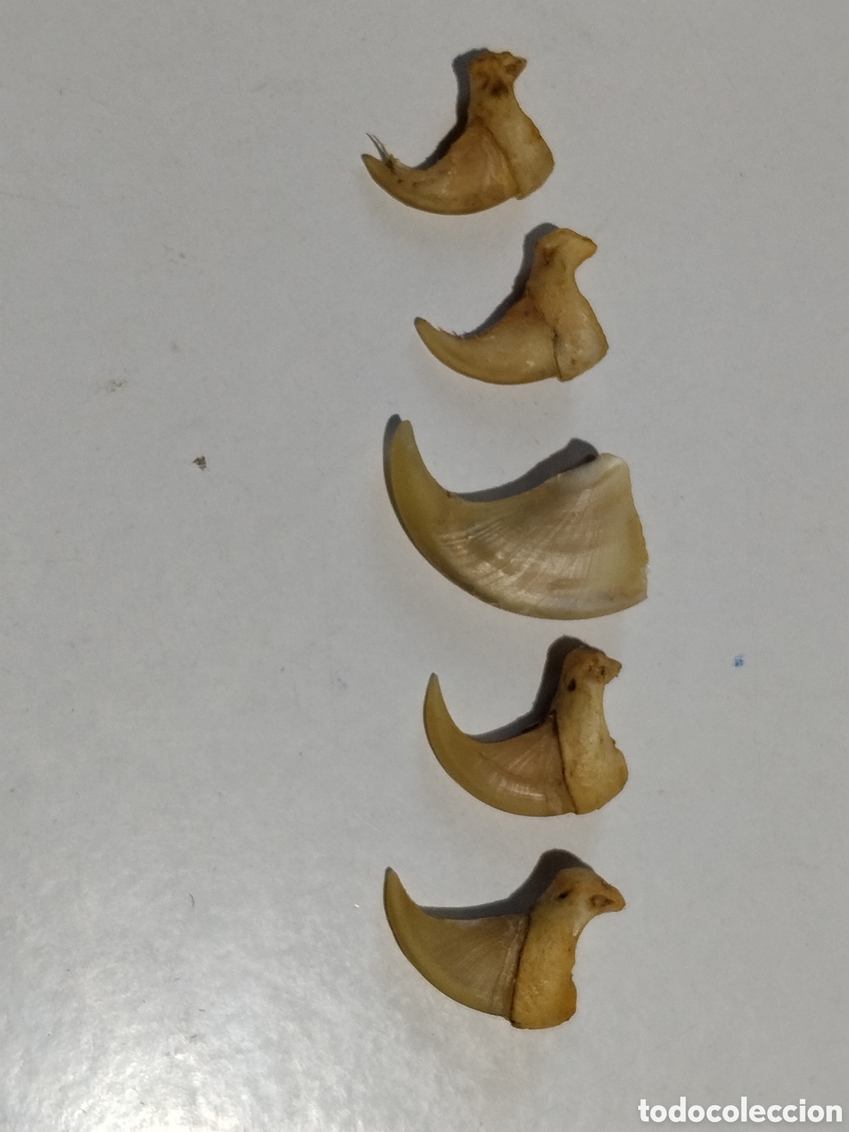 Coleccionismo: Garras de alg&uacute;n bicho