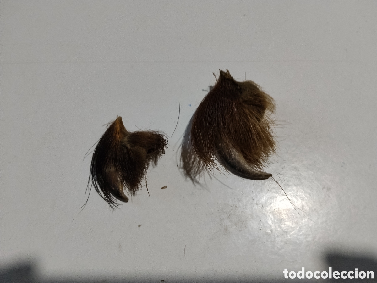 Coleccionismo: Garra de alg&uacute;n bicharraco oso?