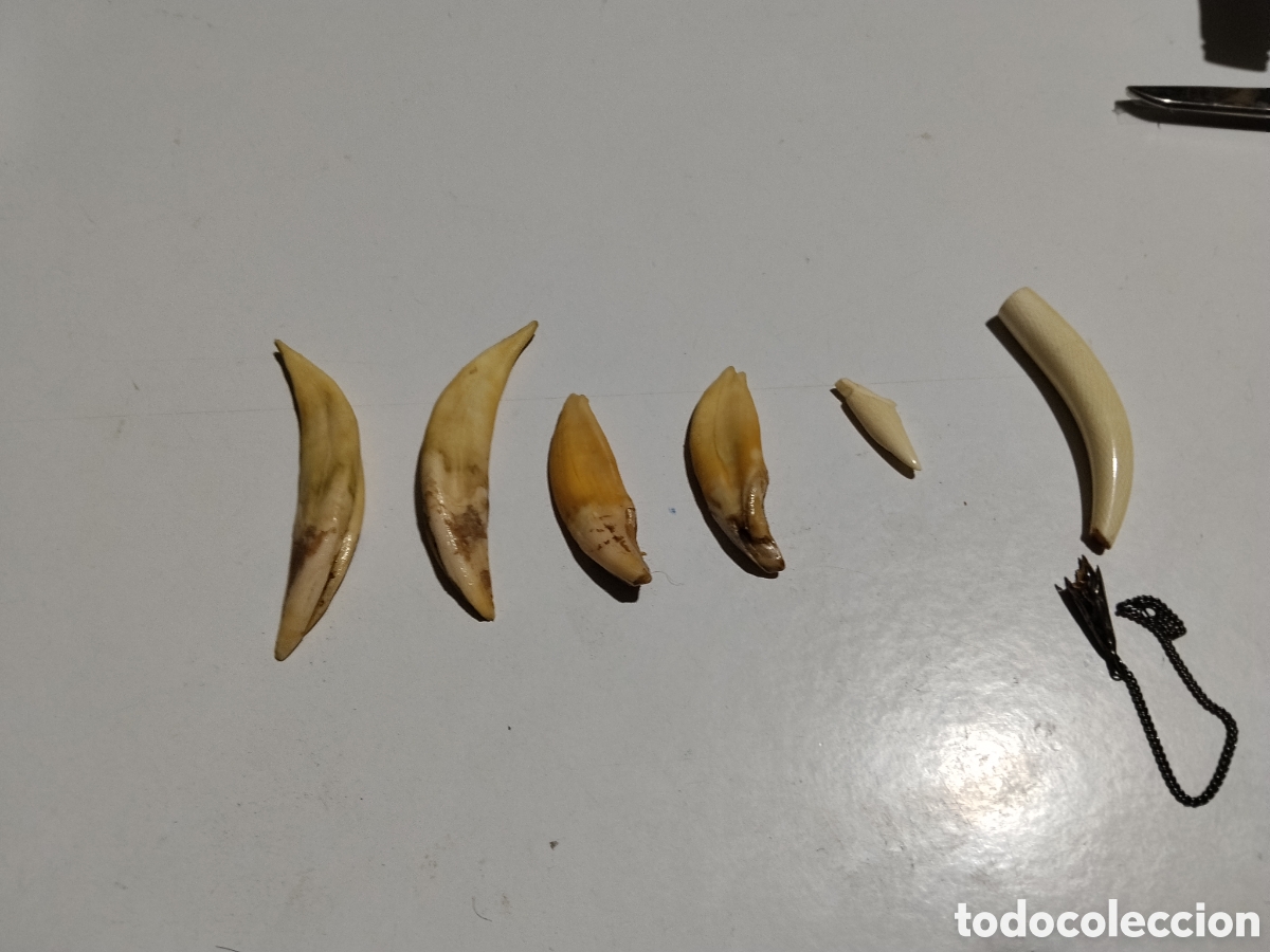 Coleccionismo: Dientes colmillos de Oso???