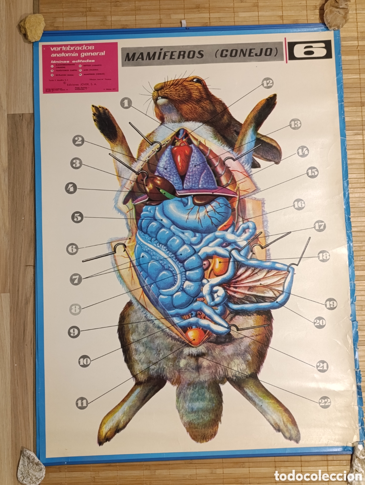 Coleccionismo: L&aacute;mina escolar de anatom&iacute;a &ndash; Mam&iacute;feros (Conejo) &ndash; N&ordm; 6 &ndash; Ediciones JOVER &ndash; 1971