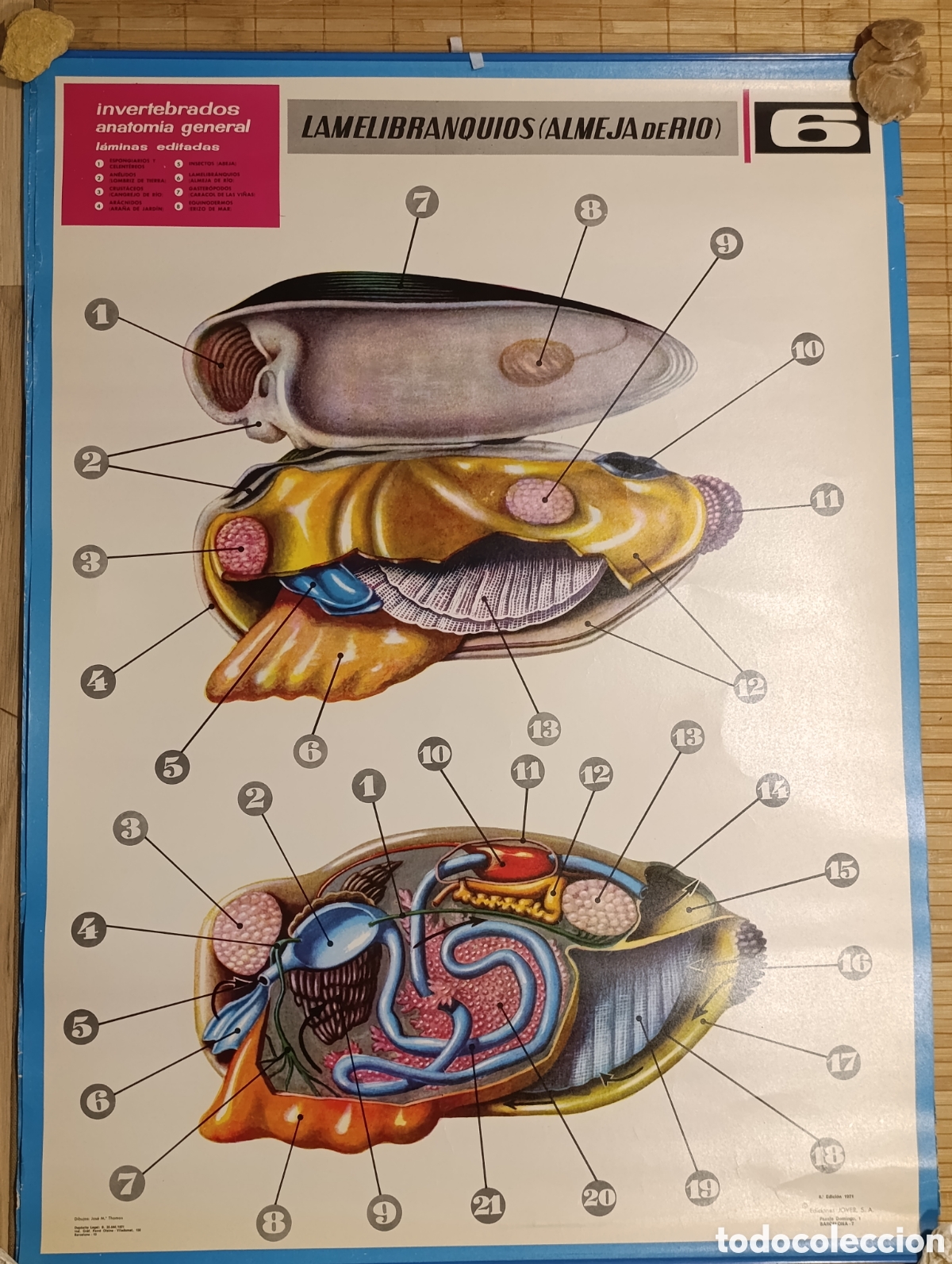 Coleccionismo: L&aacute;mina escolar de anatom&iacute;a &ndash; Lamelibranquios (Almeja de r&iacute;o) &ndash; N&ordm; 6 &ndash; Ediciones JOVER &ndash; 1971