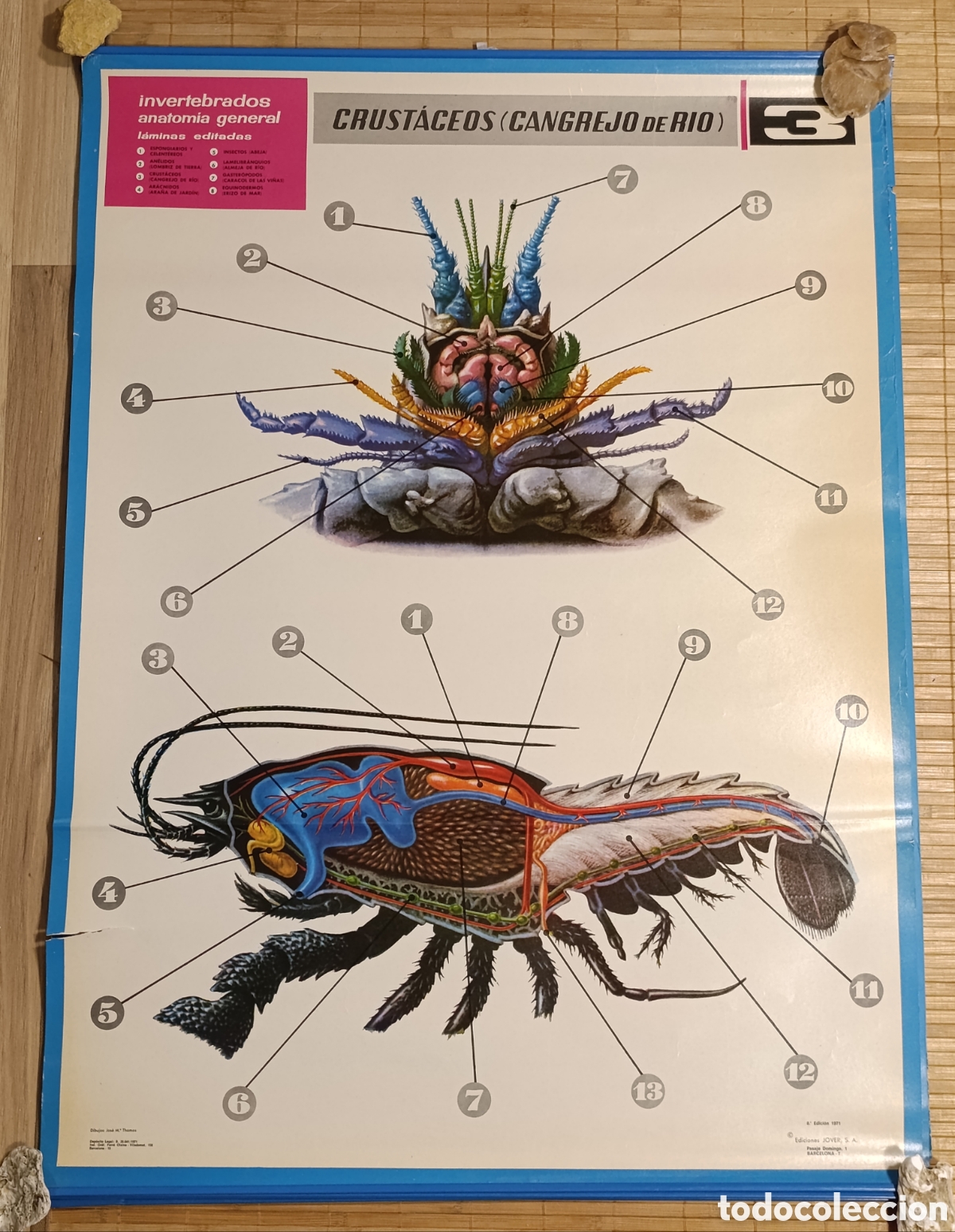 Coleccionismo: L&aacute;mina escolar de anatom&iacute;a &ndash; Crust&aacute;ceos (Cangrejo de r&iacute;o) &ndash; N&ordm; 5 &ndash; Ediciones JOVER &ndash; 1971