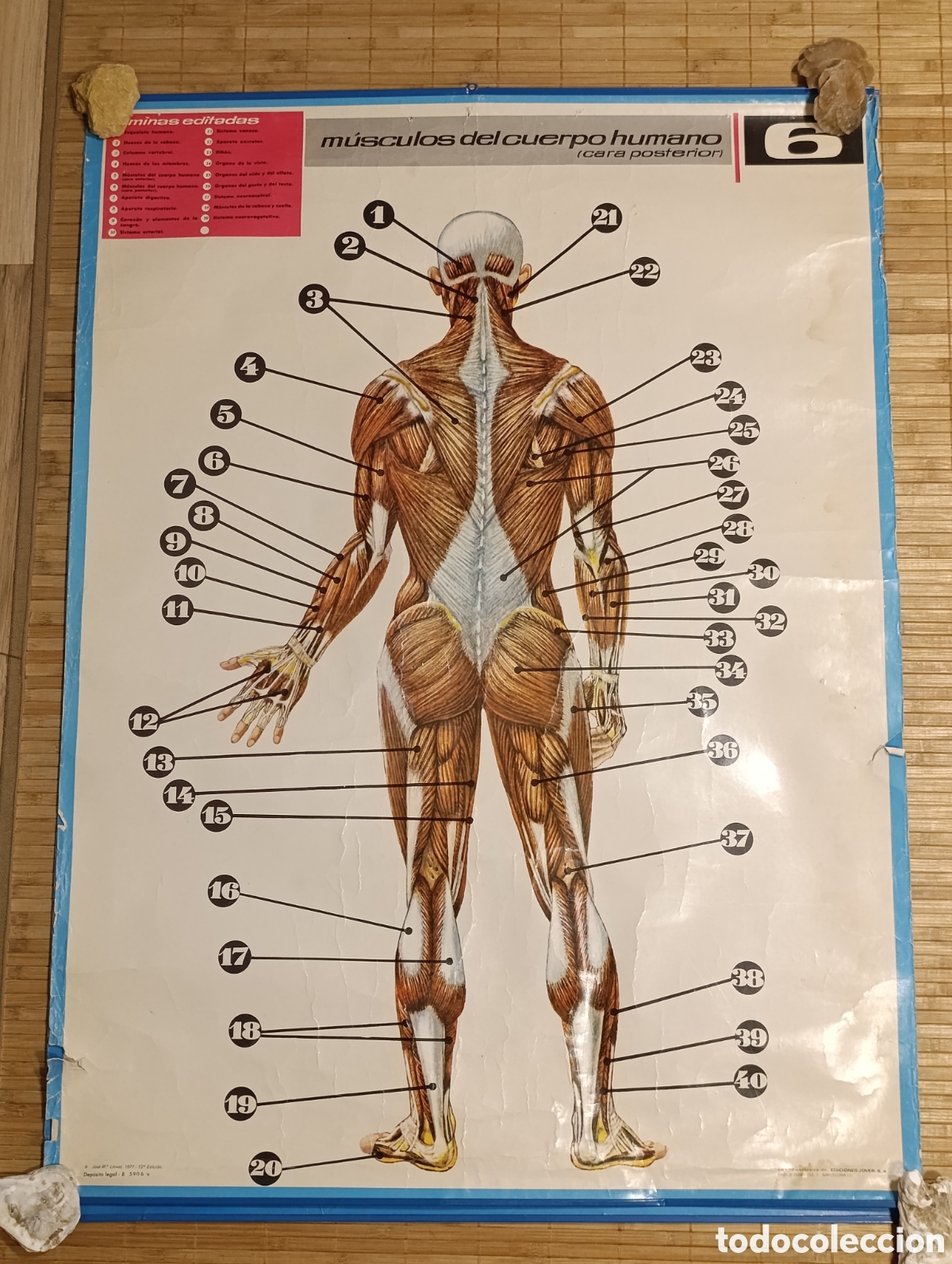 Coleccionismo: L&aacute;mina escolar de anatom&iacute;a &ndash; M&uacute;sculos del cuerpo humano (cara posterior) &ndash; N&ordm; 6 &ndash; Ediciones JOVER &ndash;
