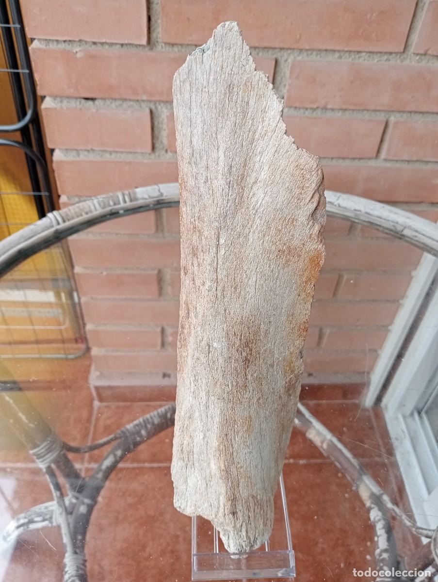 Coleccionismo: Musteriense - 1 hueso parcial de f&eacute;mur mamut lanudo - 28,5 cms -Lote 139/2