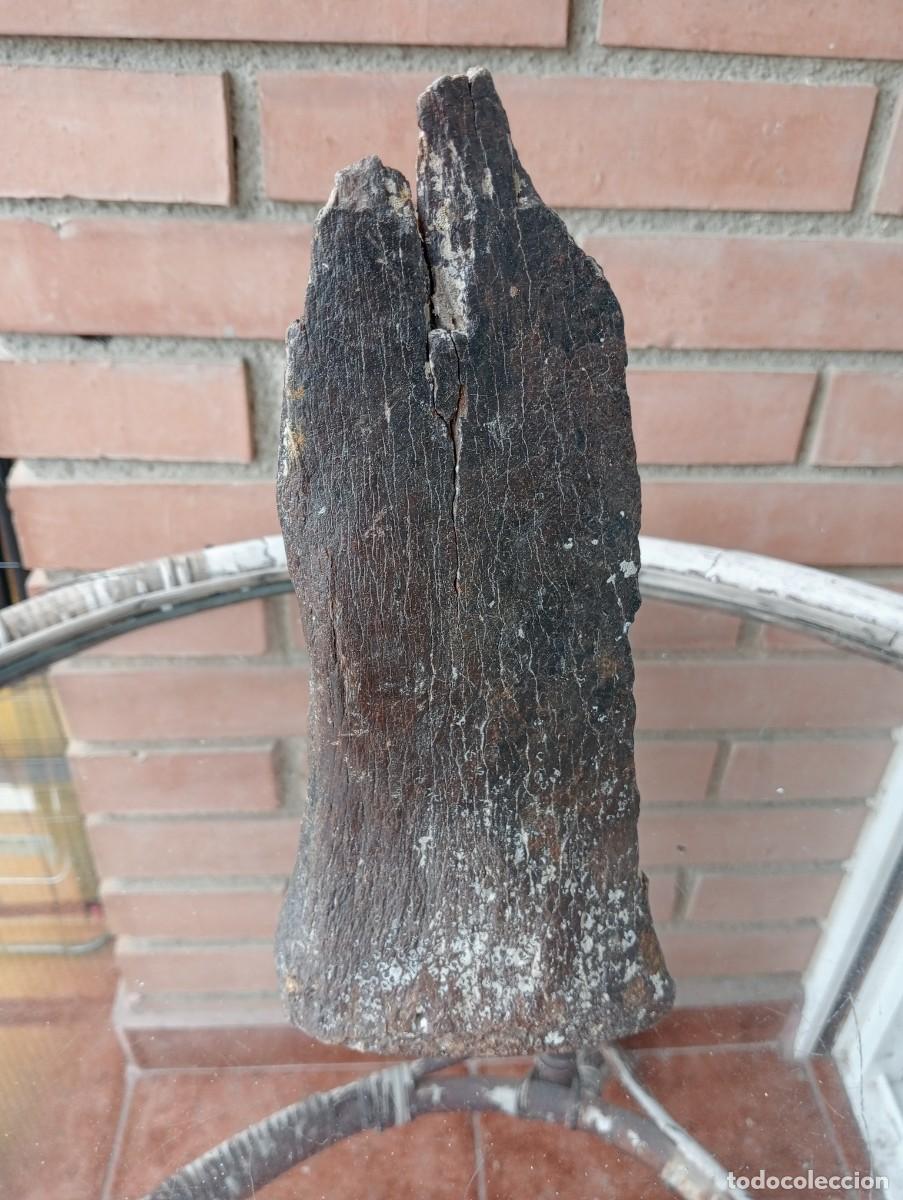 Coleccionismo: Musteriense - 1 Trozo de hueso parcial bisonte. - 25 cms -Lote 139/1