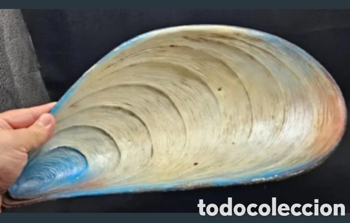 Colecionismo: Concha de mejill&oacute;n pintado a mano