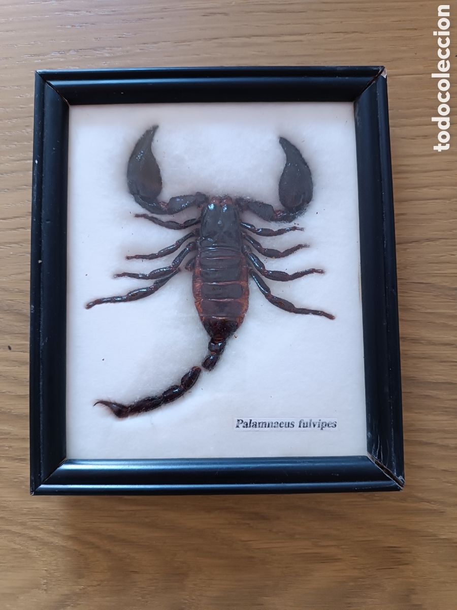 Coleccionismo: Insecto Escorpi&oacute;n enmarcado