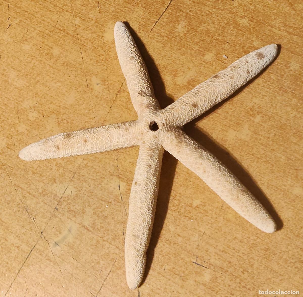 Coleccionismo: ESTRELLA DE MAR blanca unos 15 cm x 16 cm + 1 cm de grosor