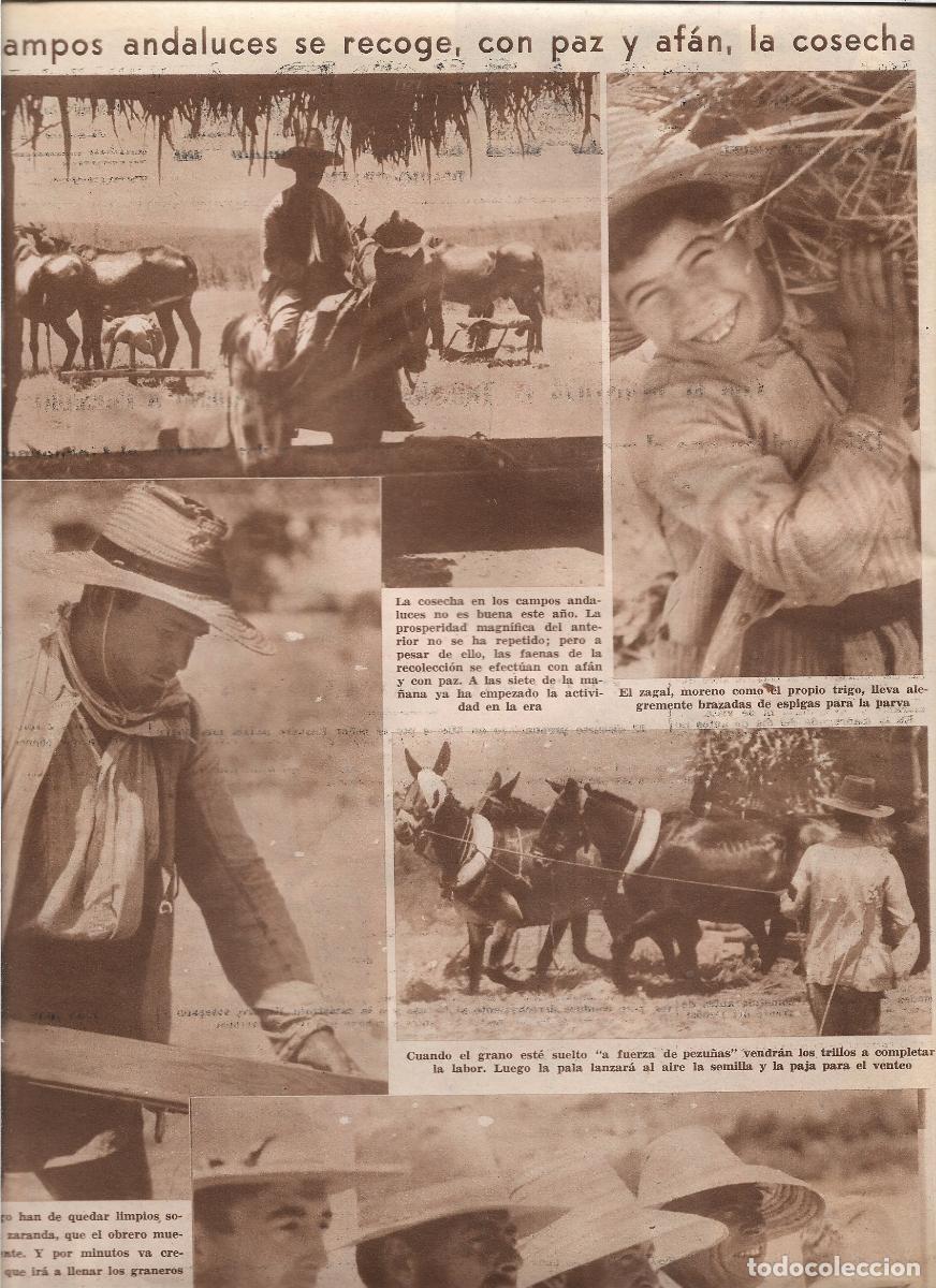 Coleccionismo: A&Ntilde;O 1933 RECORTE PRENSA RECOLECCION COSECHA CAMPO ANDALUCIA ANIMALES DE TRILLA