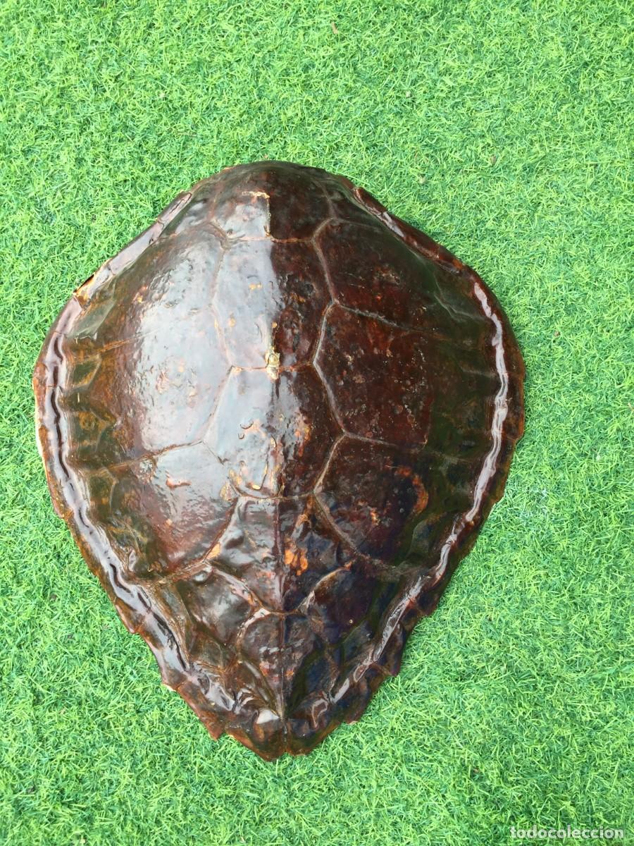 Coleccionismo: BONITO Y ANTIGUO CAPARAZON DE TORTUGA --- 35X40 CM