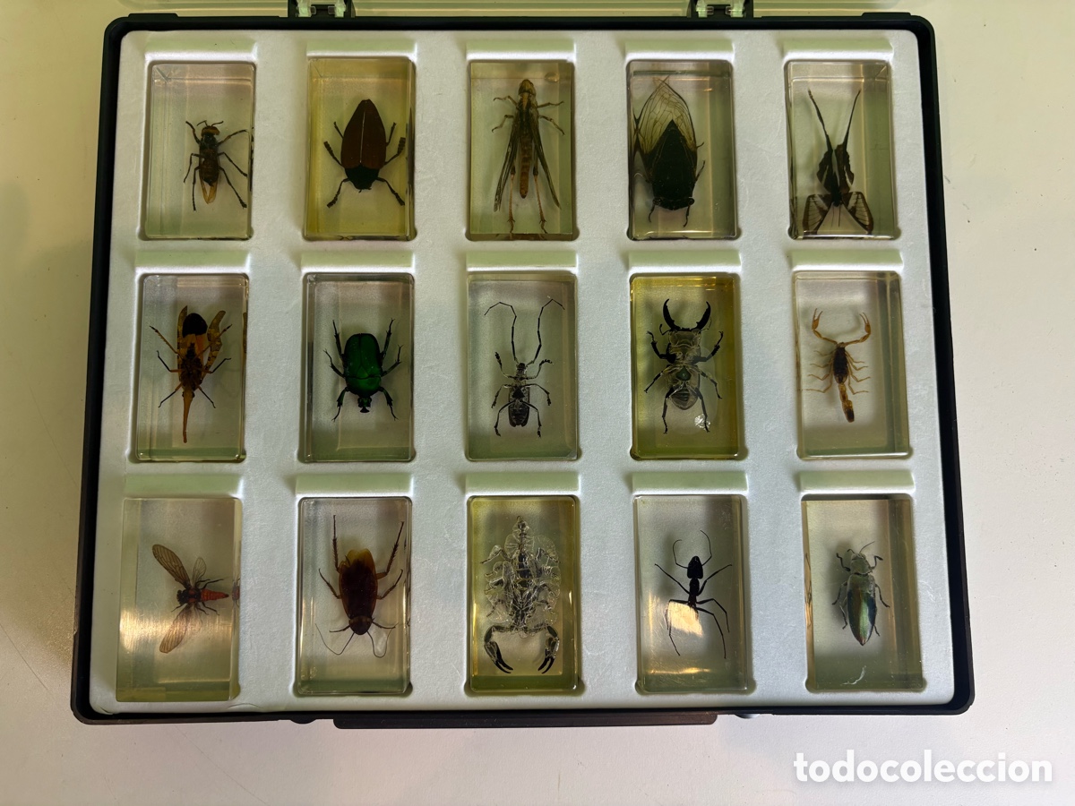 Collezionismo: Colecci&oacute;n de 15 insectos y artr&oacute;podos encapsulados en resina &ndash; Estuche de exposici&oacute;n