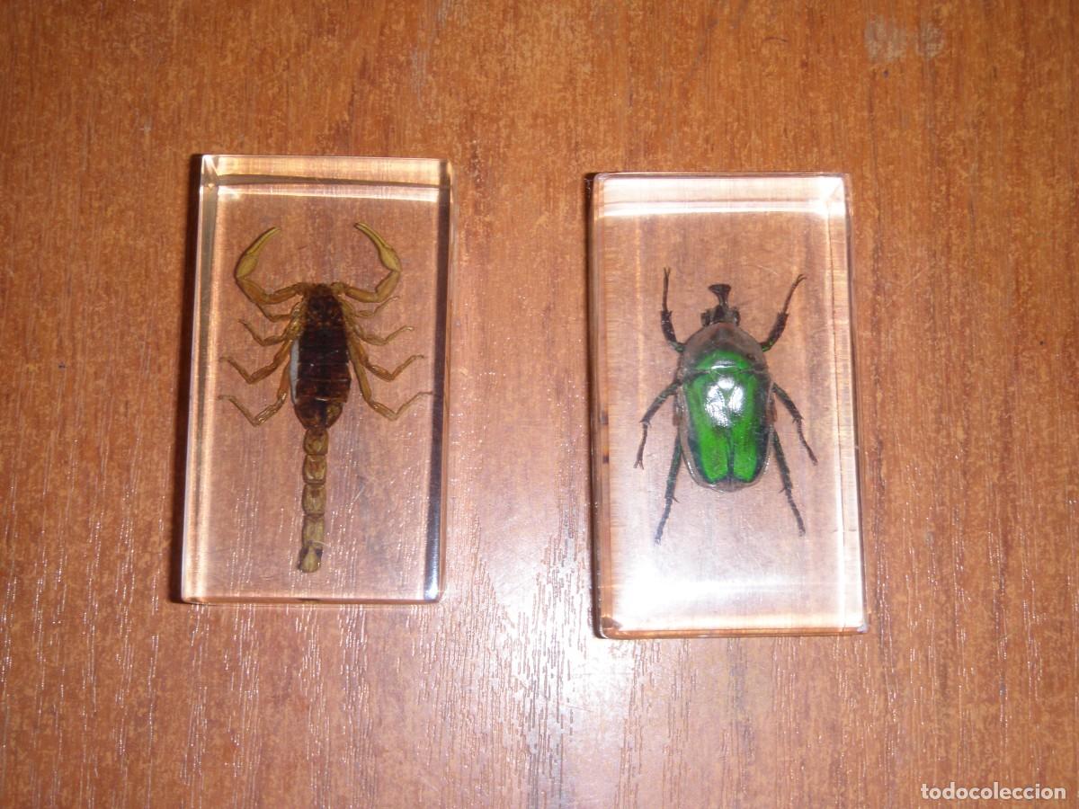 Coleccionismo: LOTE DE DOS INSECTOS ESCORPION Y ESCARABAJO VERDE