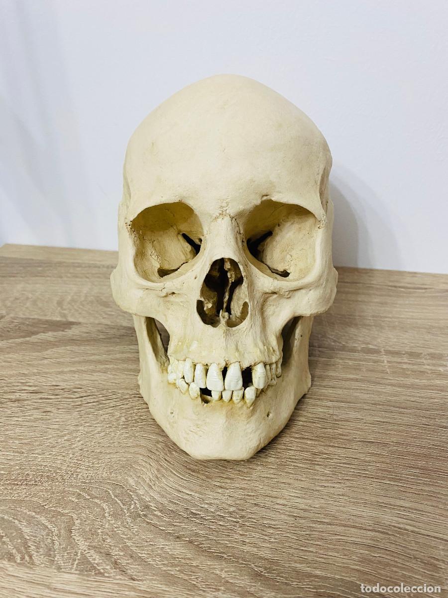Coleccionismo: Cr&aacute;neo Humano Realista Hecho a Mano