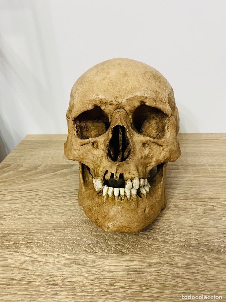 Coleccionismo: Cr&aacute;neo Humano Realista Hecho a Mano