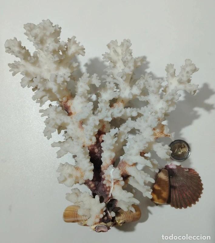 Coleccionismo: Coral blanco natural a&ntilde;os 70 ,decorativo con una concha esta despegada