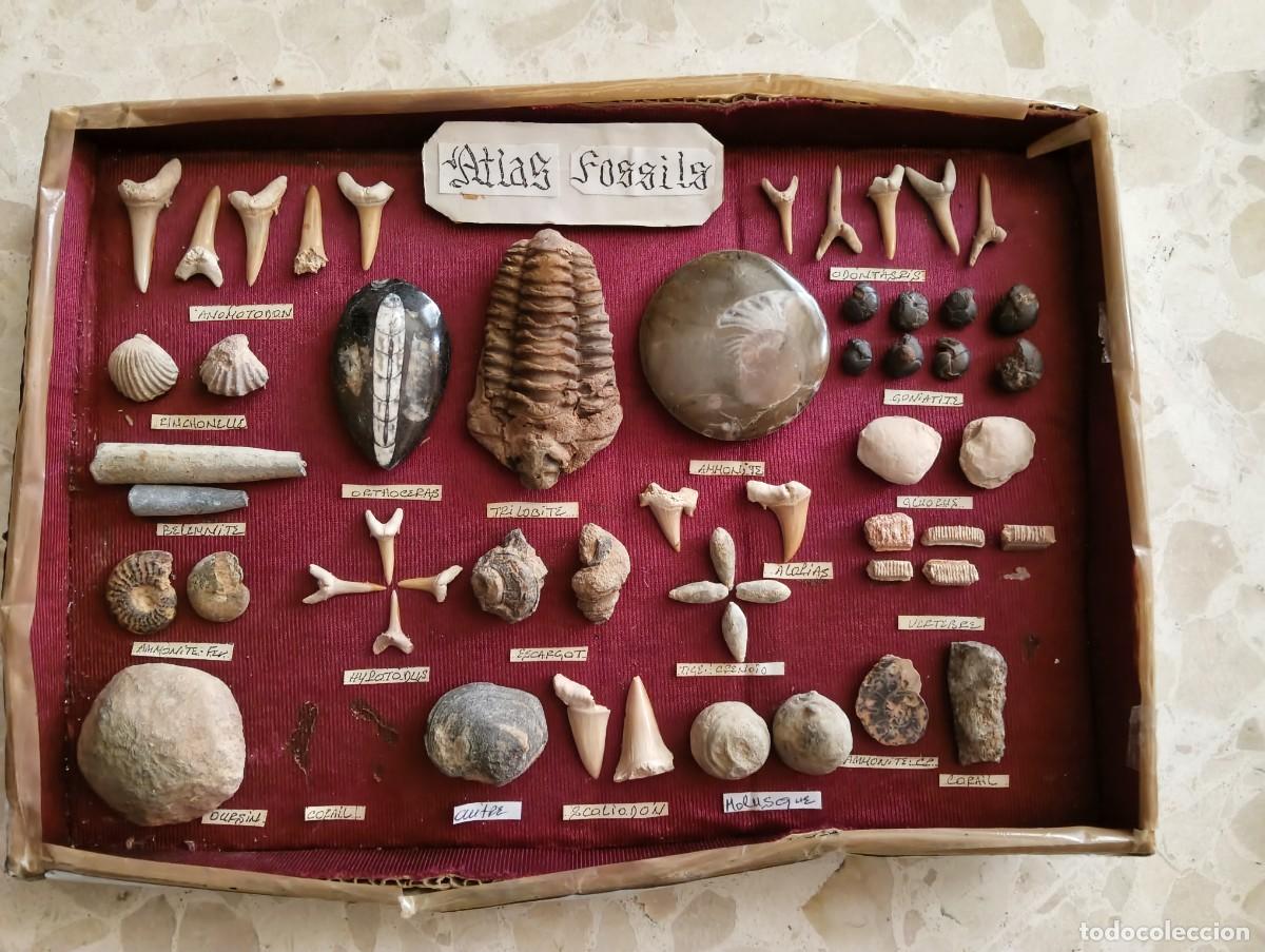 Coleccionismo: CAJA COLECCION PARTICULAR DE FOSILES : AMMONITES TRILOBITE BELEMNITE ORTHOCERAS DIENTES TIBURON...