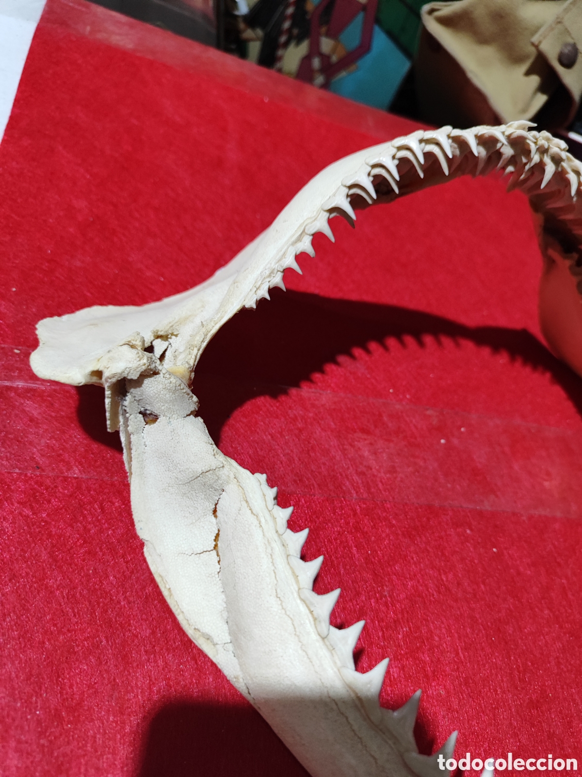 Coleccionismo: Original dentadura mand&iacute;bula tibur&oacute;n - Foto 2