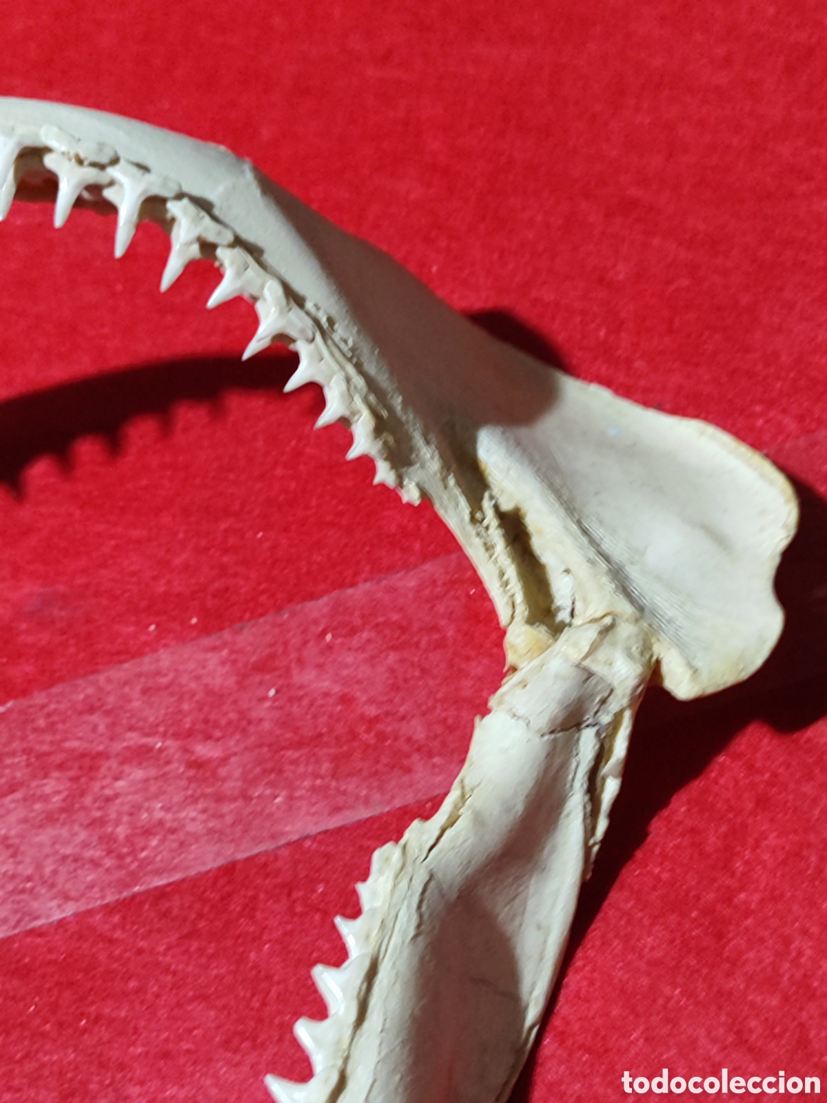 Coleccionismo: Original dentadura mand&iacute;bula tibur&oacute;n - Foto 3