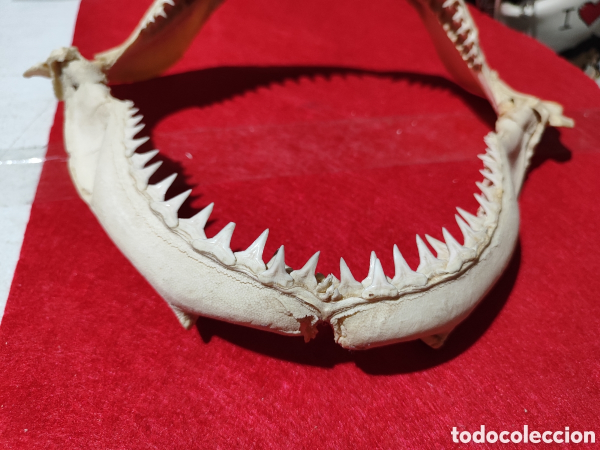 Coleccionismo: Original dentadura mand&iacute;bula tibur&oacute;n - Foto 4