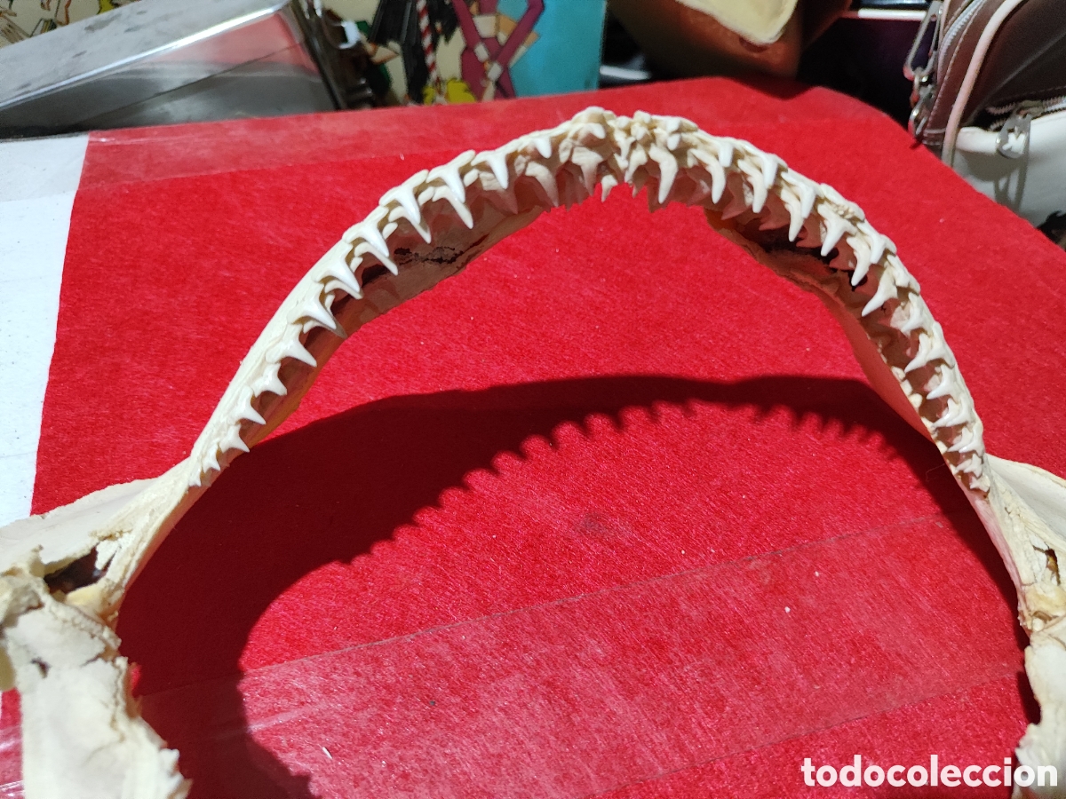 Coleccionismo: Original dentadura mand&iacute;bula tibur&oacute;n - Foto 5