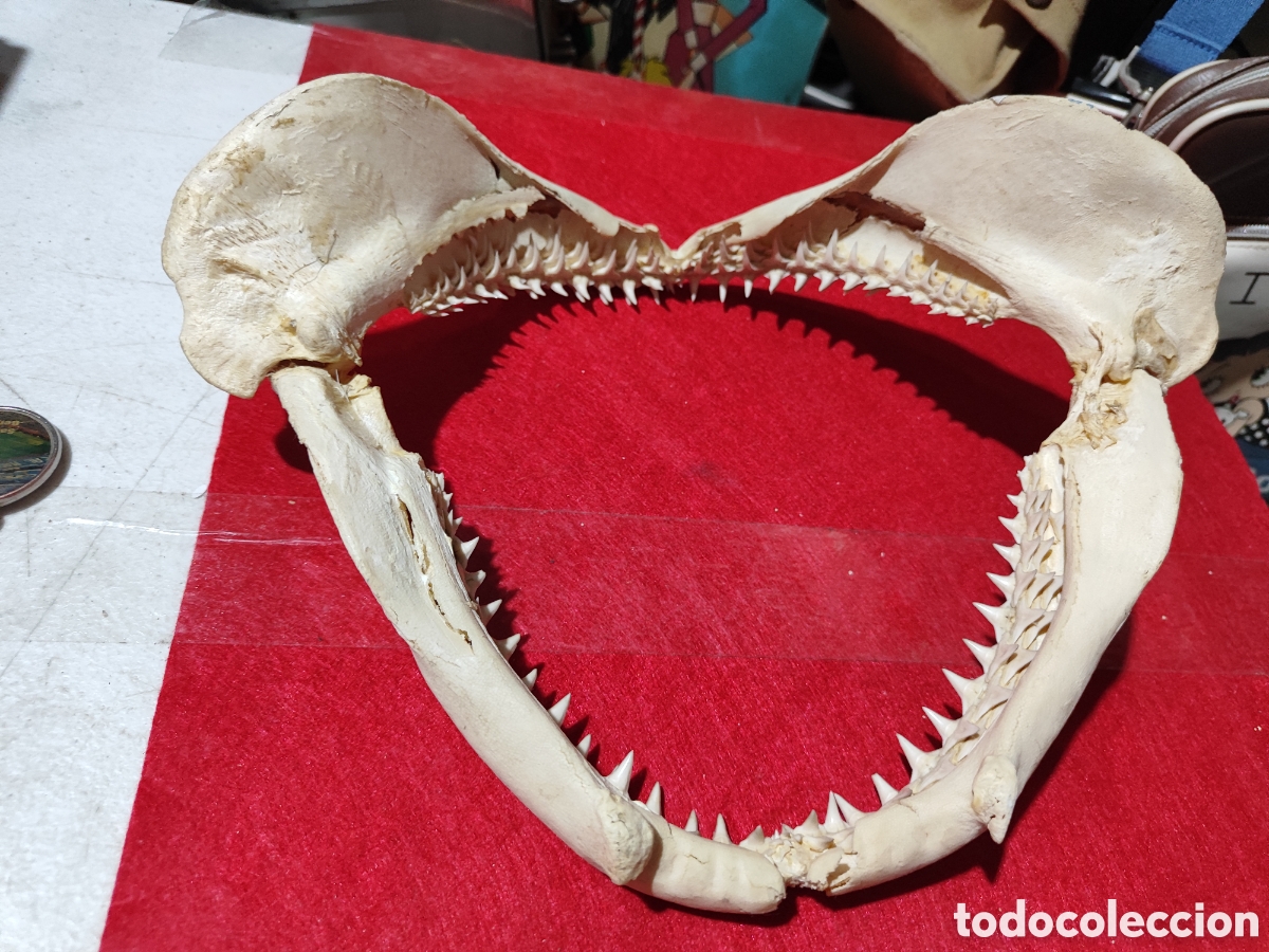 Coleccionismo: Original dentadura mand&iacute;bula tibur&oacute;n - Foto 6