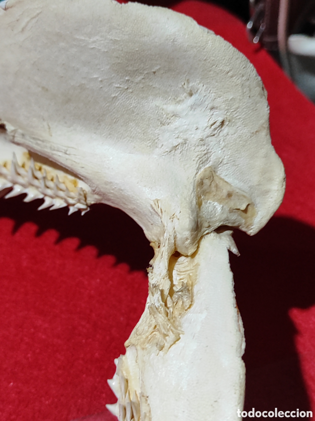 Coleccionismo: Original dentadura mand&iacute;bula tibur&oacute;n - Foto 7