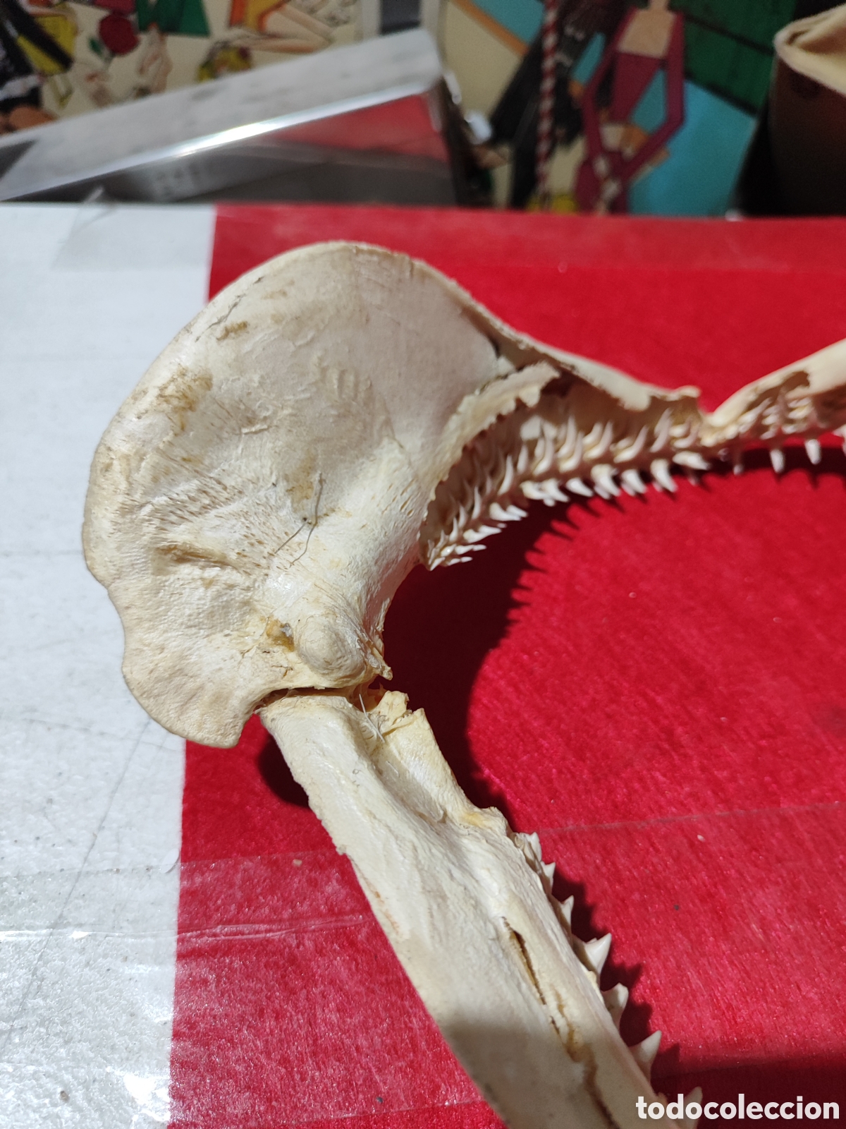 Coleccionismo: Original dentadura mand&iacute;bula tibur&oacute;n - Foto 8