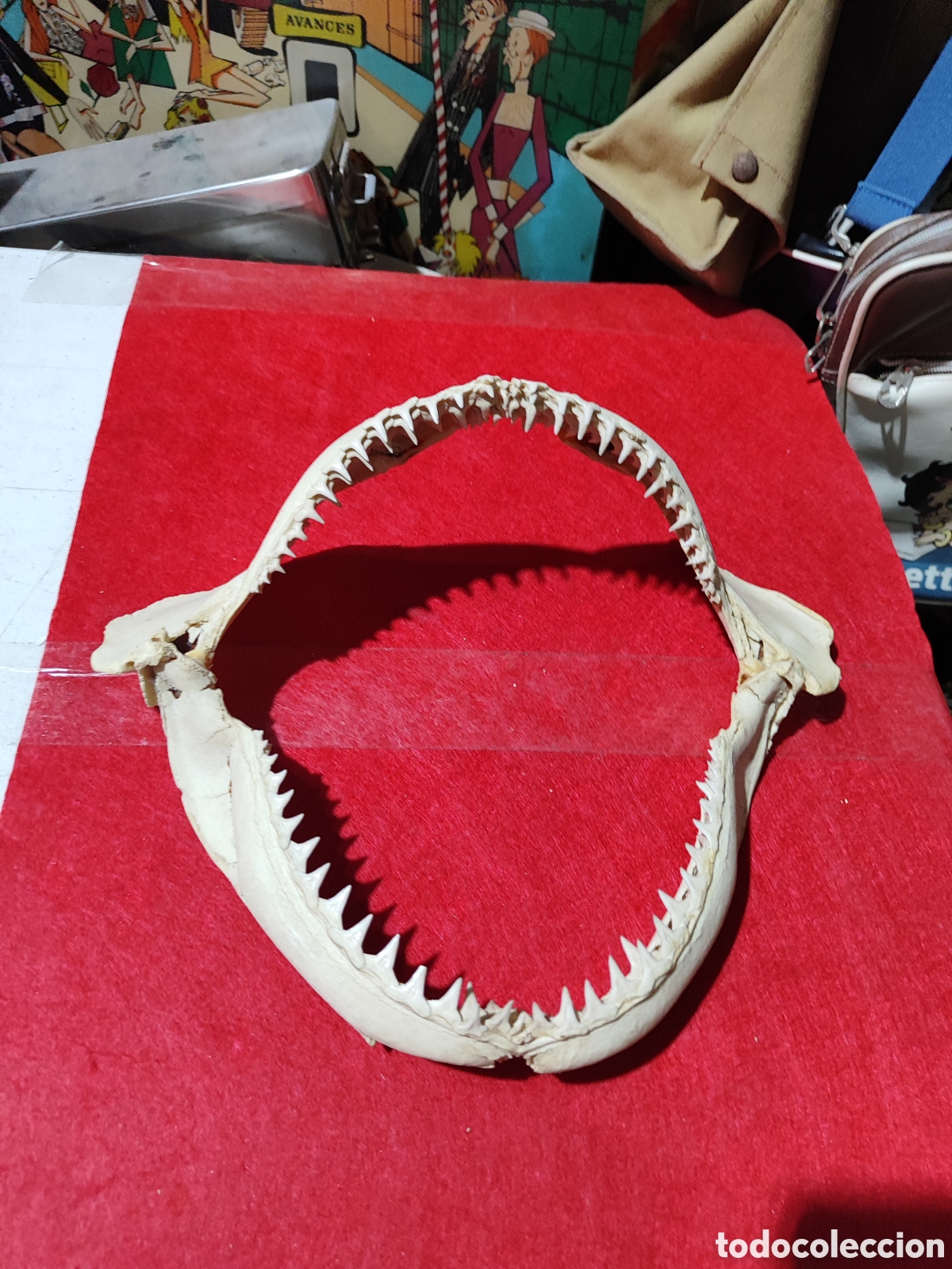 Coleccionismo: Original dentadura mand&iacute;bula tibur&oacute;n - Foto 1