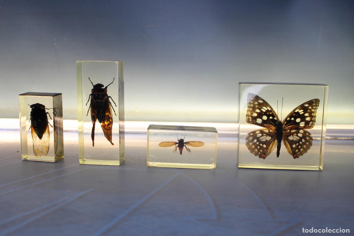Coleccionismo: 01. Insectos en metacrilato: Mariposa y m&aacute;s