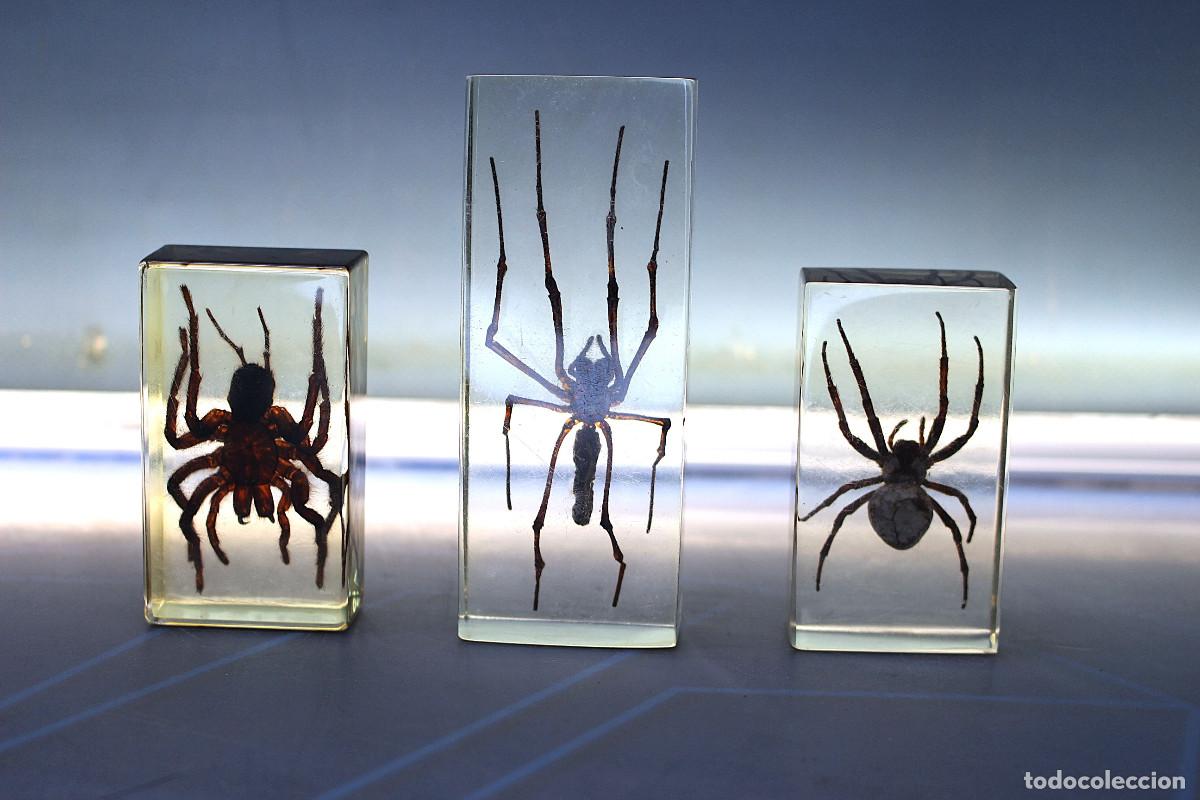 Collecting: 02. Ara&ntilde;as en metacrilato: Tar&aacute;ntula y m&aacute;s