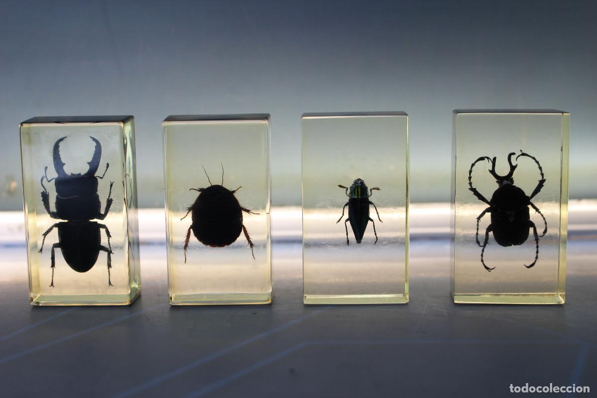 Coleccionismo: 04. Insectos en metacrilato, escarabajos